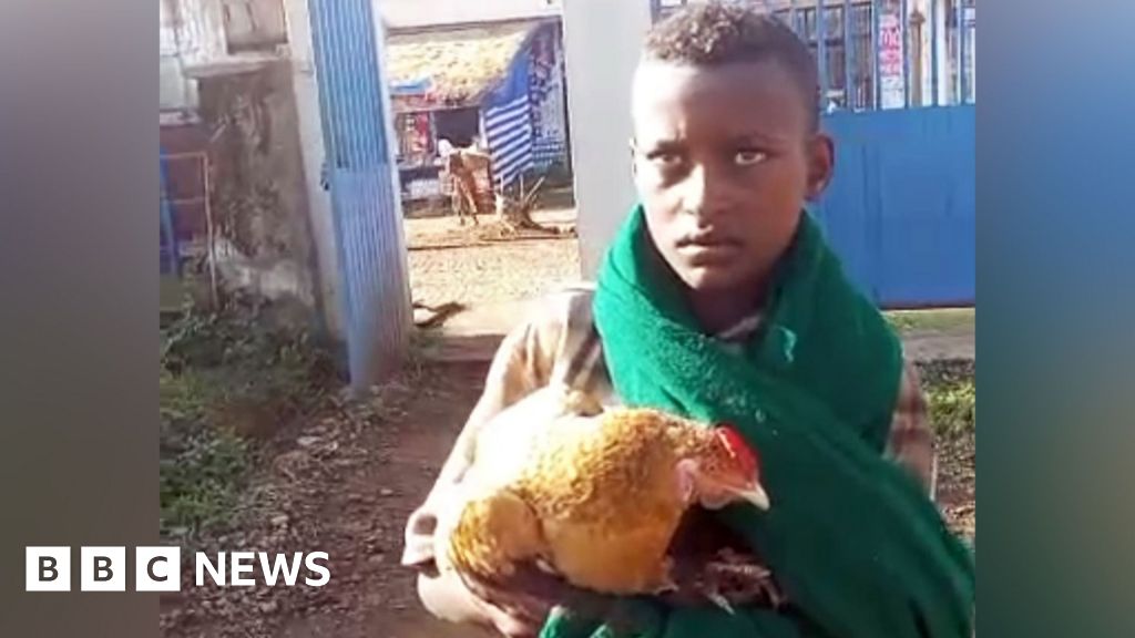 SIGNAL: Boy, 12, wins hearts after trying to check sick chicken into Ethiopian hospital